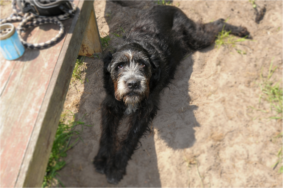 WK038_2018.05.24_Hund_Buster_1_304_1724.jpg