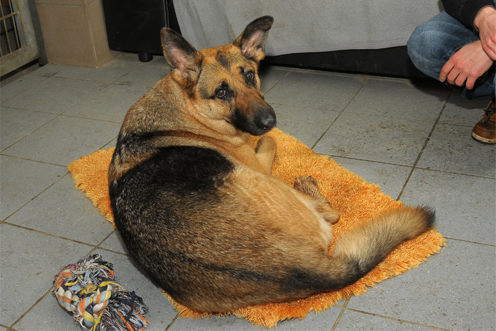 2019_03_11_Hund_Leyla_305_4768.jpg