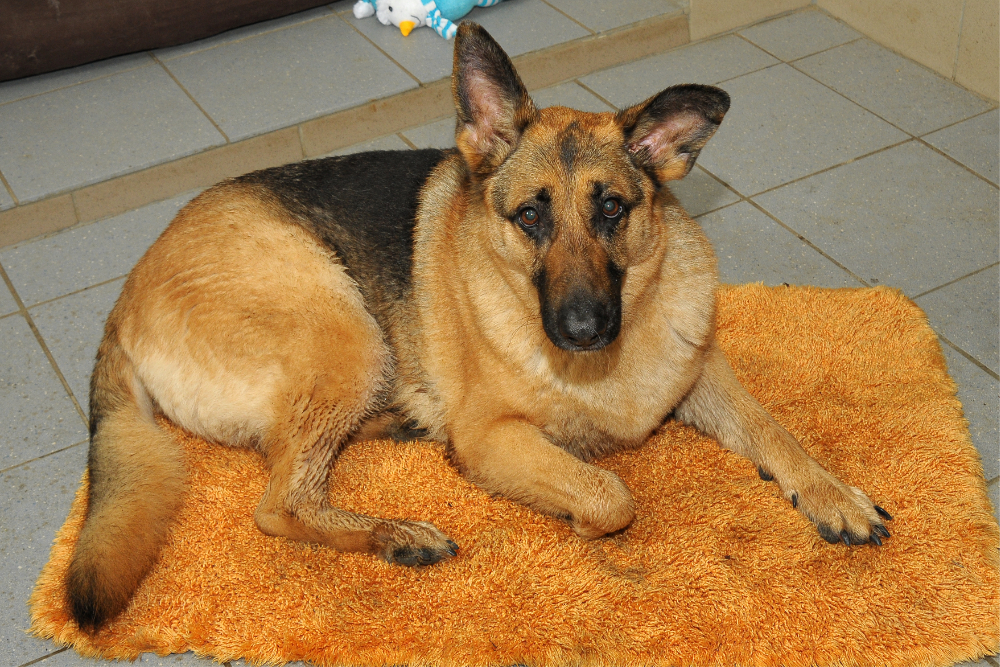 2019_03_11_Hund_Leyla_305_4770.jpg