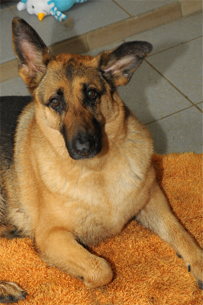 2019_03_11_Hund_Leyla_305_4775.jpg