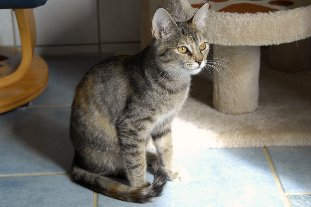 2019.09.18_Katze_Angela_Zimmer2_A_DSC_3091.jpg