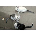 2019.10.08_Katze_Harry_Larry_Berry_A_DSC_3258.jpg