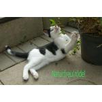 2019_08_29_Katze_Harry_1_305_6420.jpg