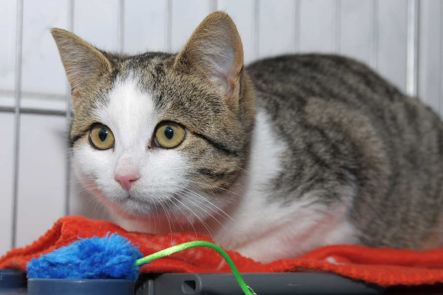 2017.11.29_Katze_Maddy_304_9851.jpg