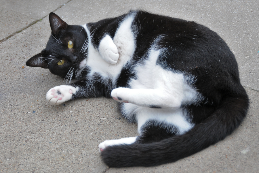 2017.10.04_Katze_Steffi_304_8718.jpg