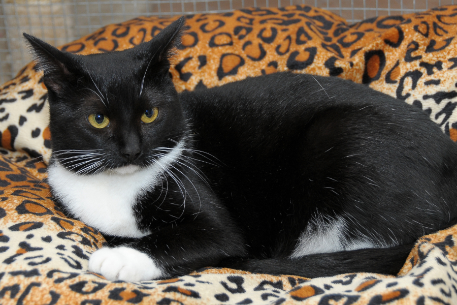 2017.11.23_Katze_Steffi_304_9663.jpg