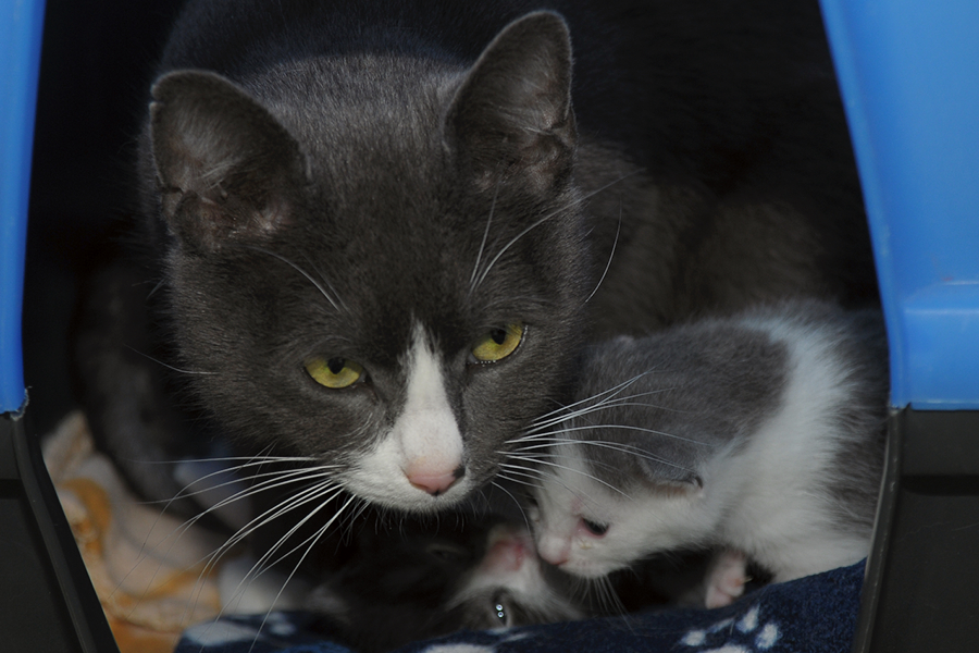 Tinka_Betty_Katzenmama_304_6844.jpg